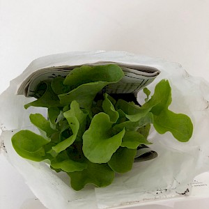 "Blumen Valentin" spendet Salatpflanzen