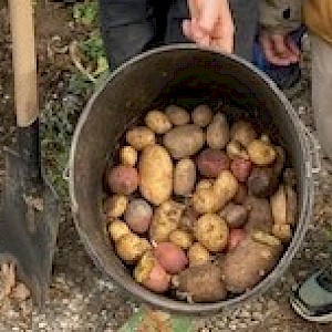 Schüler bei der Kartoffelernte im Schulgarten.