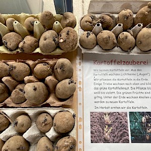 Kinder pflanzen Kartoffeln im Schulgarten