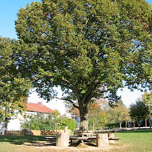 Zahnarztbesuch in der Schule